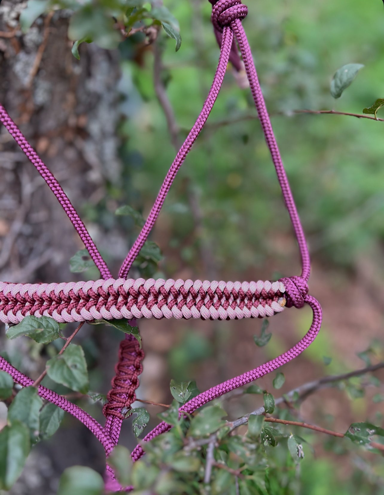 Licol taille petit COB