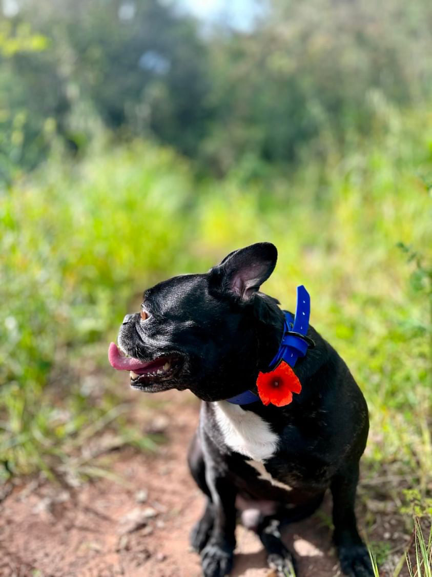 Collier Taïga ( 25mm )