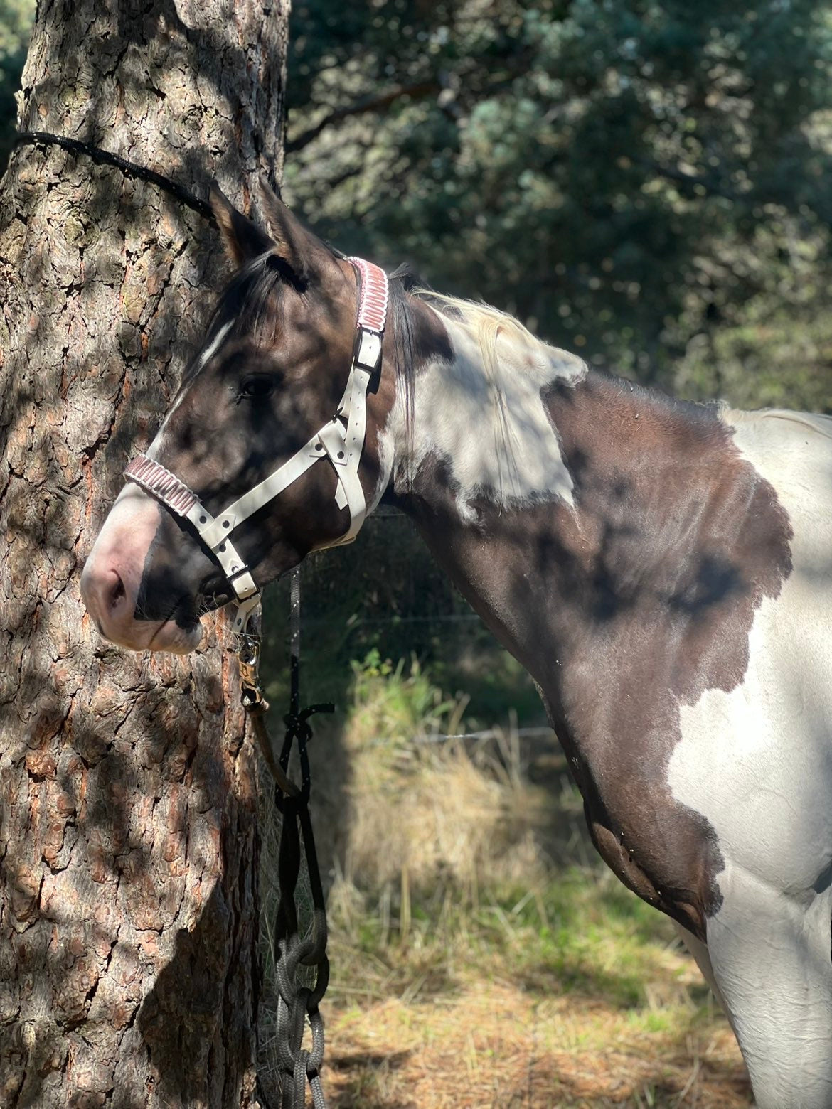 Licol plat Caspienne (25mm - tressages)