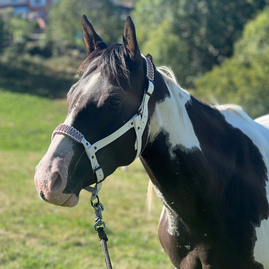 Licol plat Caspienne (25mm - tressages)