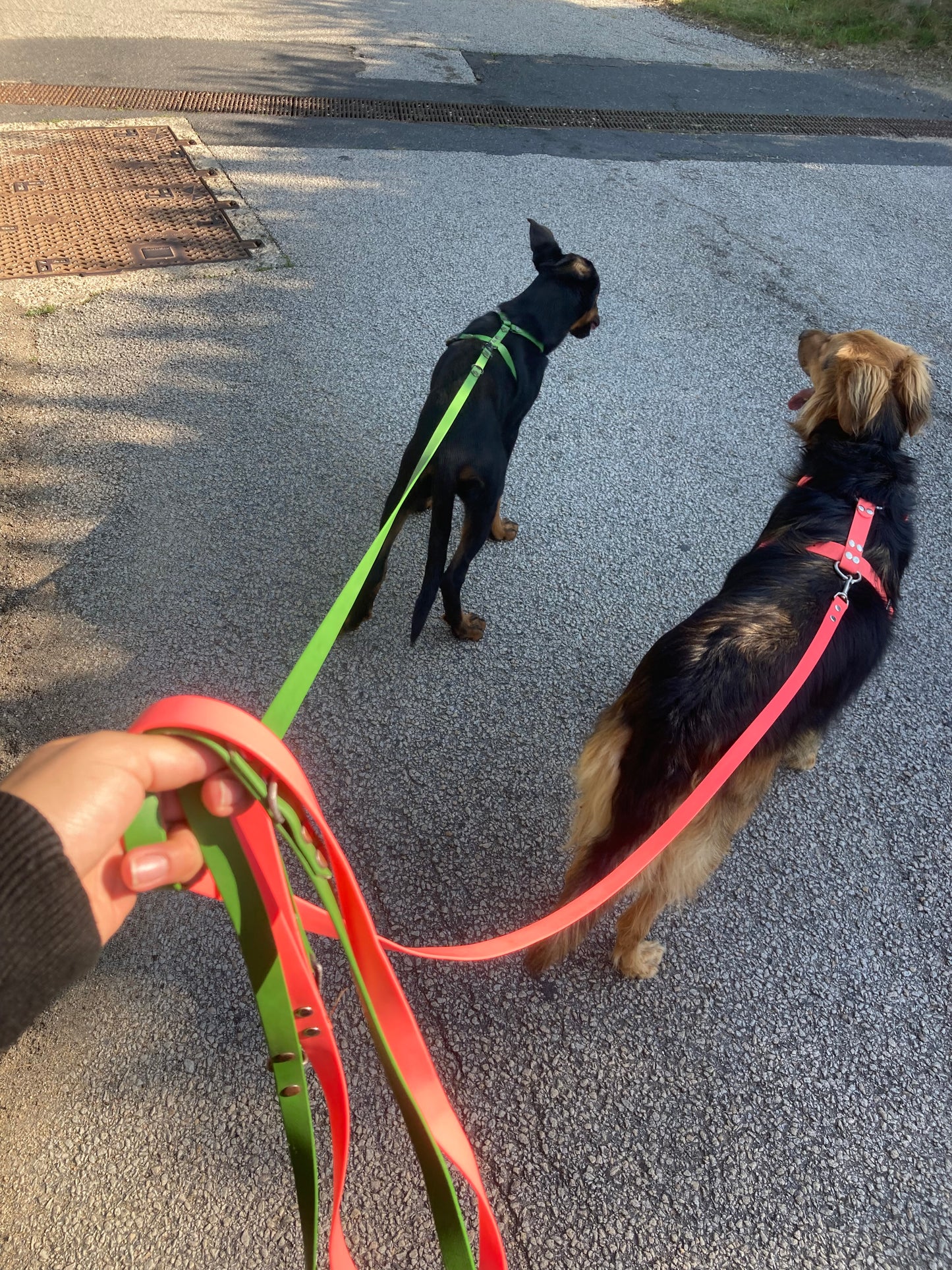 Laisse 3 points Sally 3m