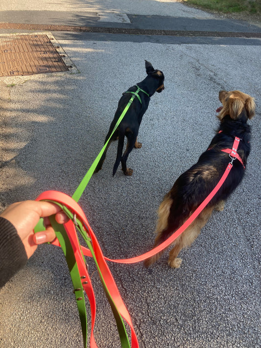 Laisse 3 points Sally 3m