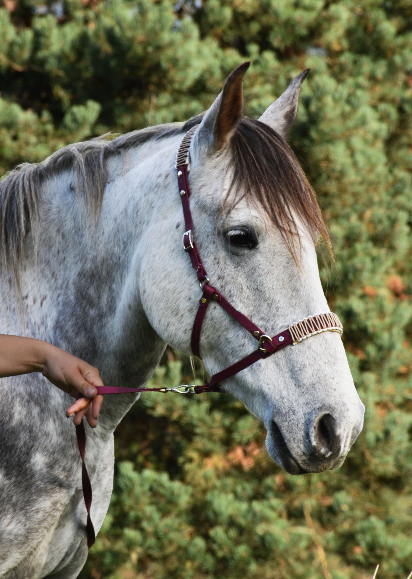 Side pull Caspienne ( double tressage )