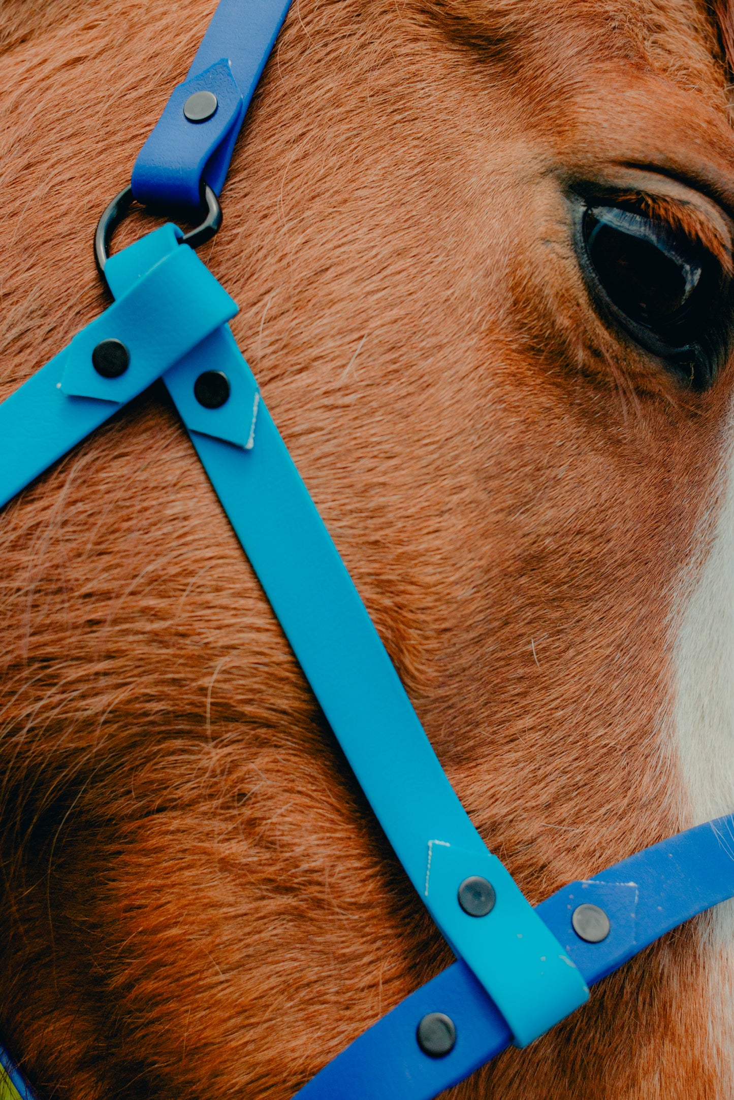 Licol Get (bicolore 19mm)