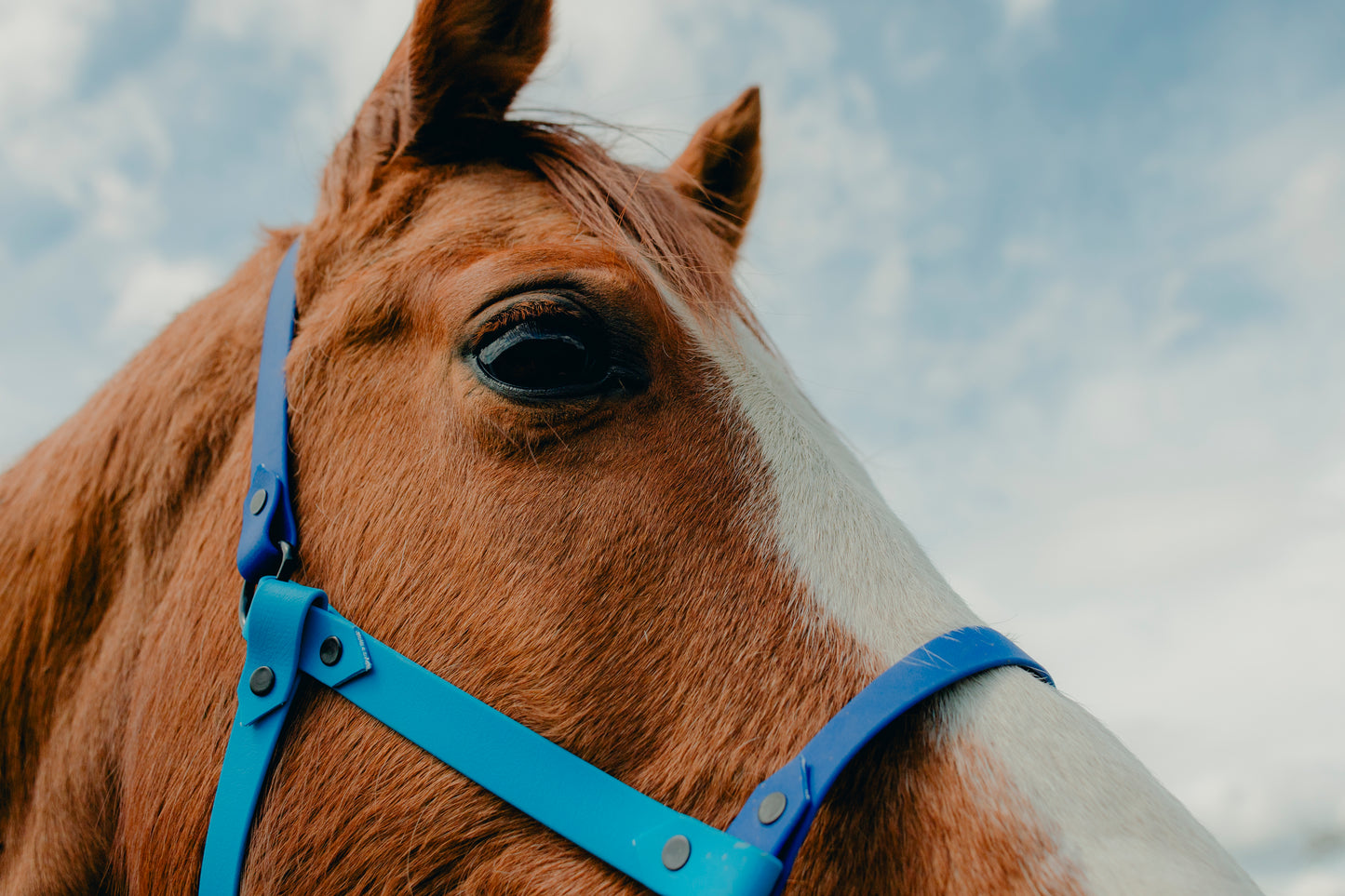 Licol Get (bicolore 19mm)