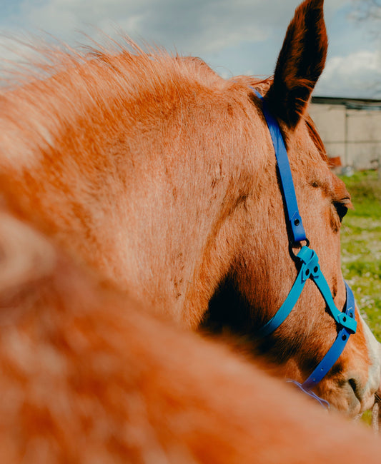 Licol Get (bicolore 19mm)