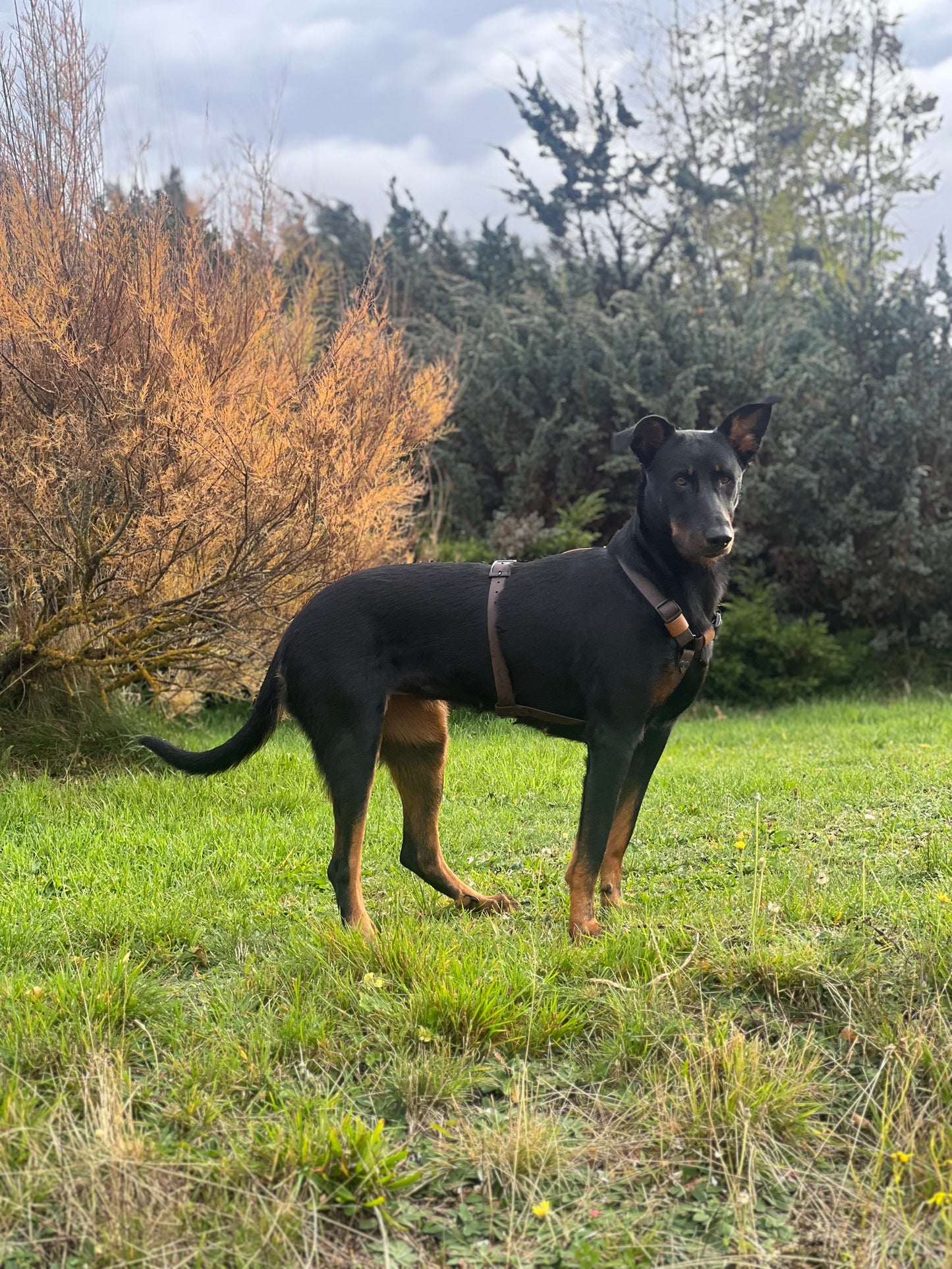 Harnais Gotlib ( boucles métal )