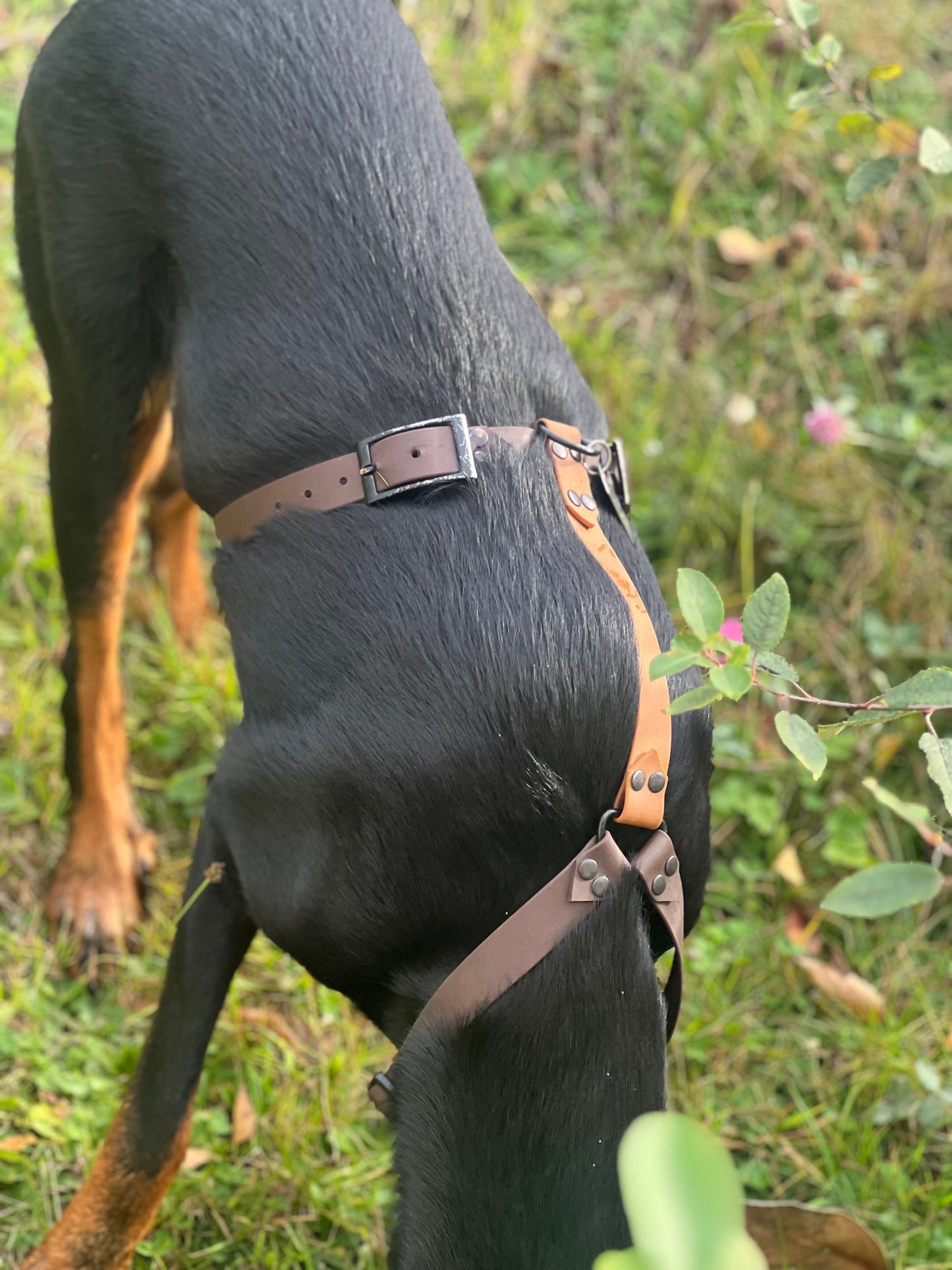 Harnais Gotlib ( boucles métal )