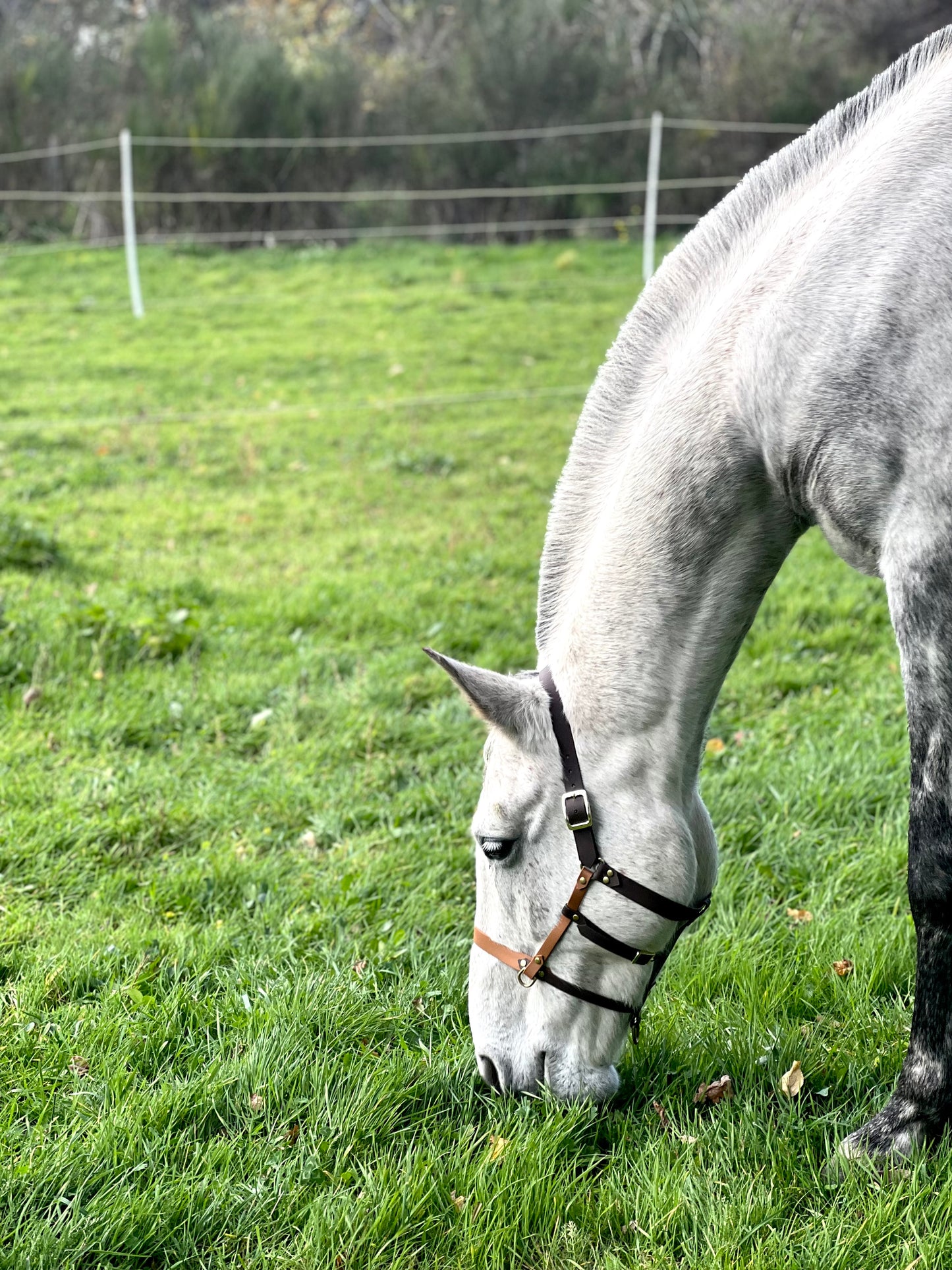 Side pull - licol Amigo ( 2 en 1 )