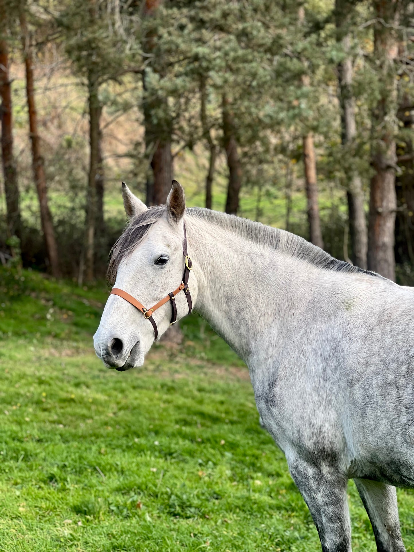 Side pull - licol Amigo ( 2 en 1 )