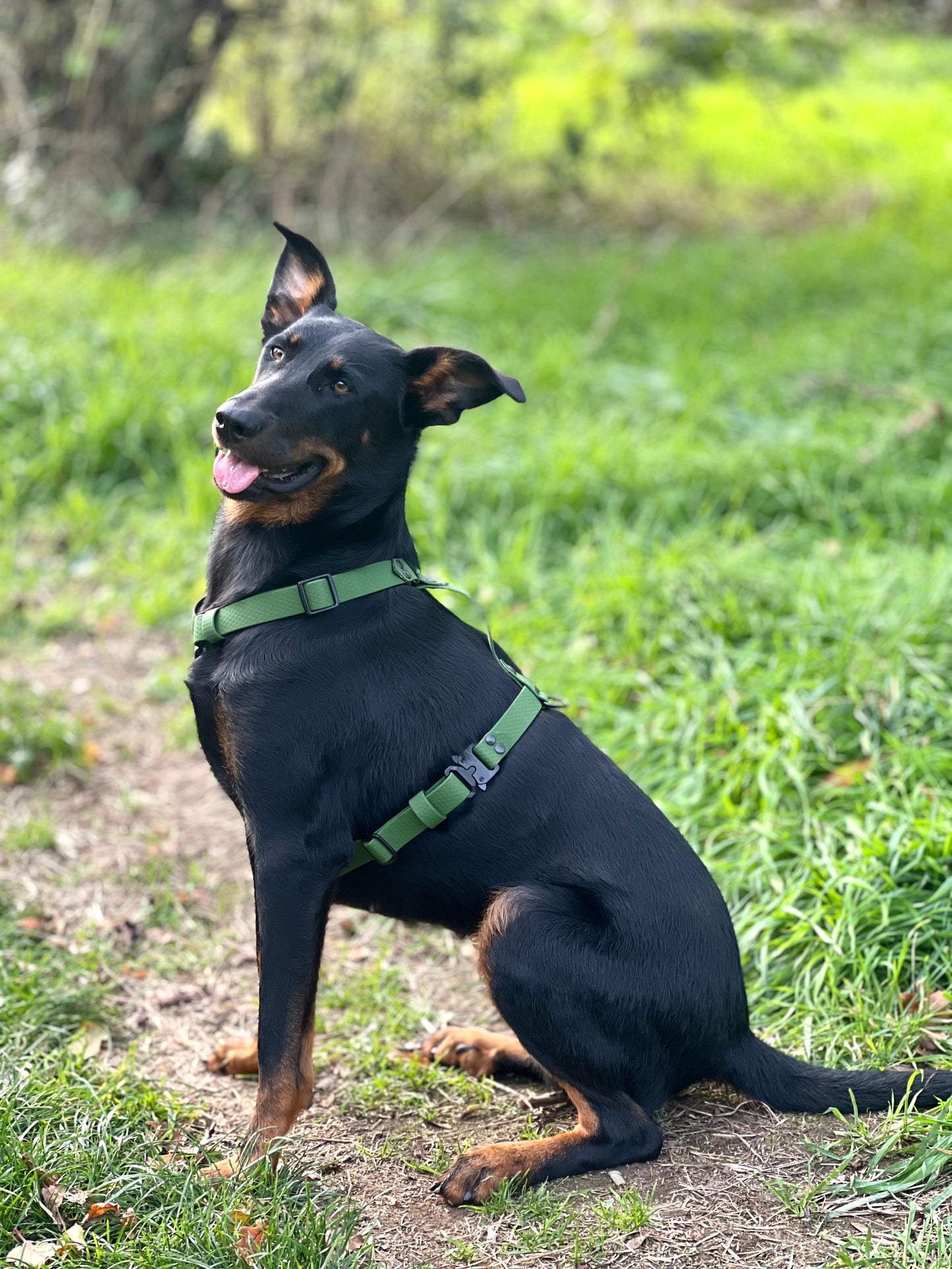 Harnais Sally (boucles rapides métal)