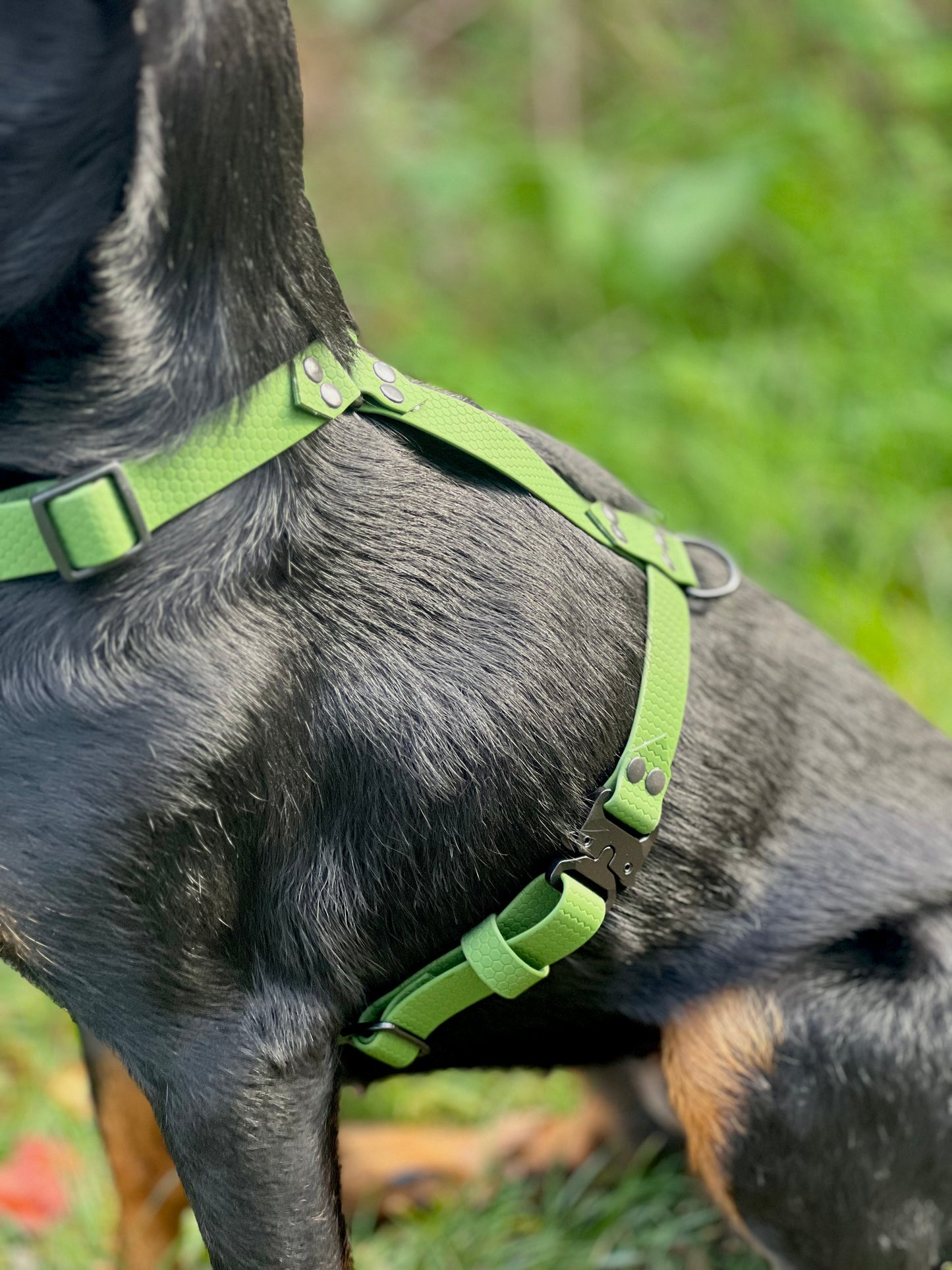 Harnais Sally (boucles rapides métal)