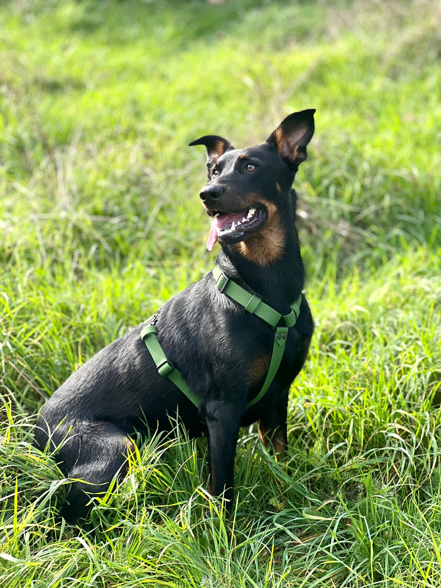 Harnais Sally (boucles rapides métal)