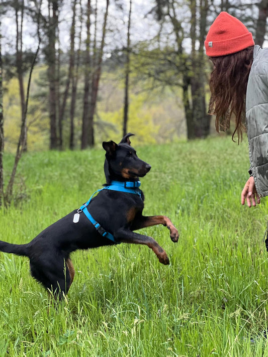 Harnais kida ( boucles plastiques )