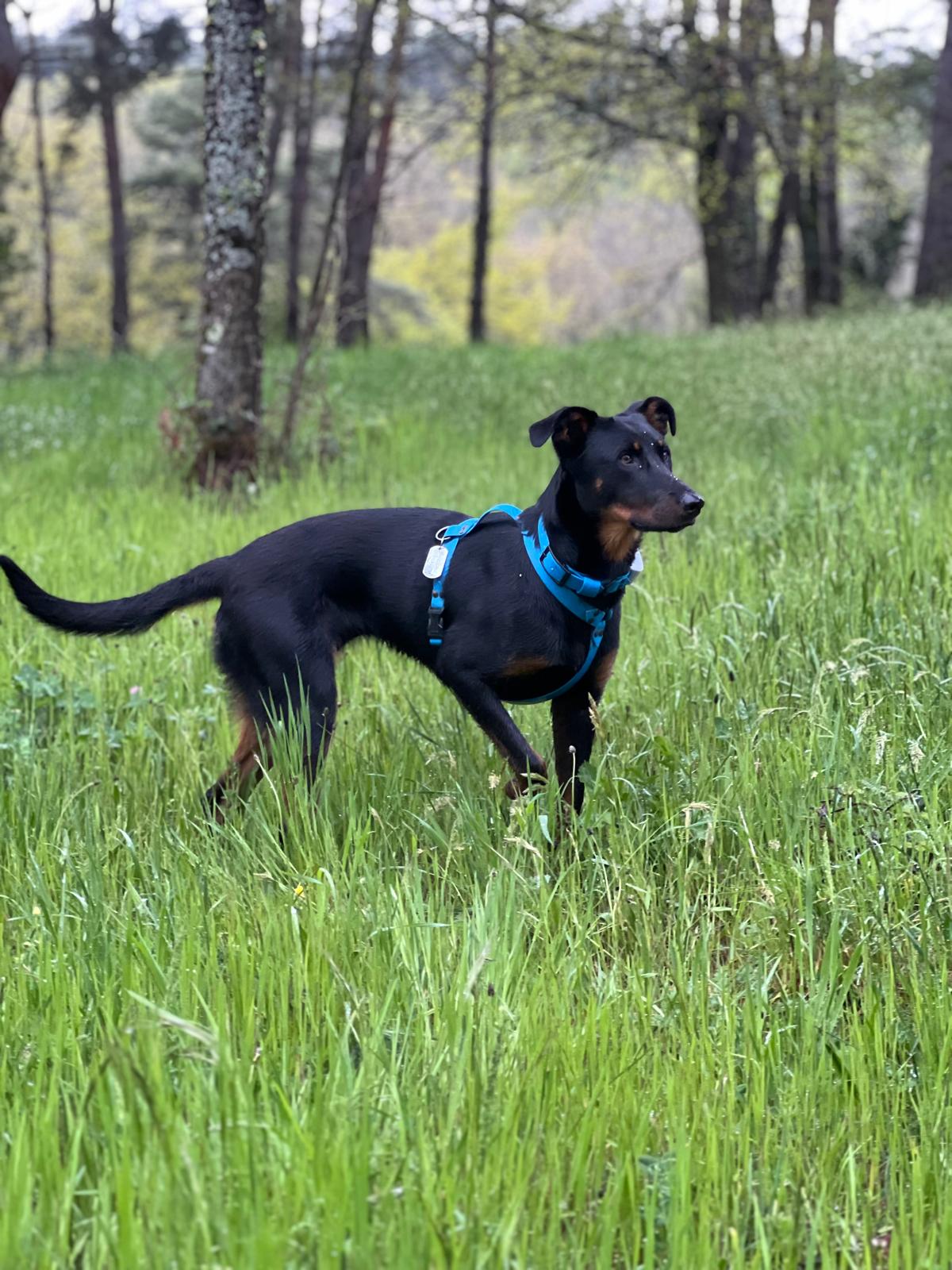 Harnais kida ( boucles plastiques )