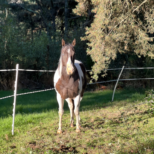 communication animale